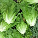 Lettuce Romaine