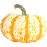 Líl Tiger Pumpkin Halloween