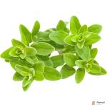 Marjoram Holland