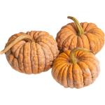 Mini Asian Heirloom Pumpkin