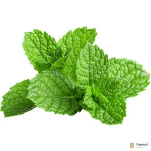 Mint