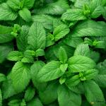 Mint