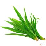 Pandan Leaves Thailand