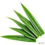 Pandan Leaves Thailand