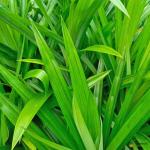 Pandan Leaves Thailand