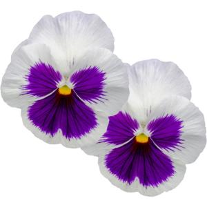 Pansy Flowers
