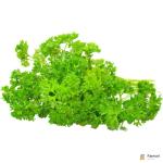 Parsley English