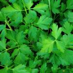 Parsley
