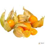 Physalis Gooseberries