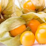 Physalis Gooseberries
