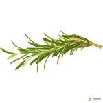 Rosemary