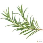 Rosemary