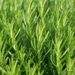 Rosemary