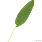 Sage