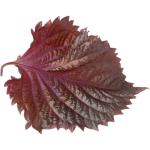 Shiso Leaves Purple