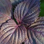 Shiso Leaves Purple