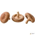 Shitake Mushroom
