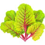 Swiss Chard Red Chard