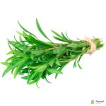 Tarragon