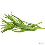 Tarragon