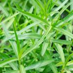 Tarragon