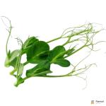Tendril Pea