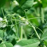 Tendril Pea