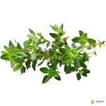 Thyme